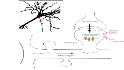 Fig. 7.