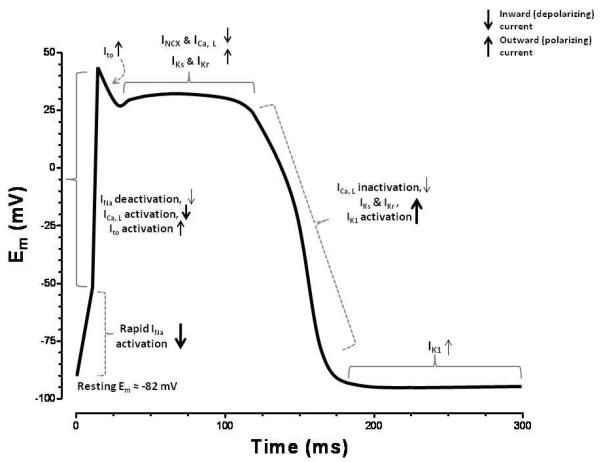 Figure 1)