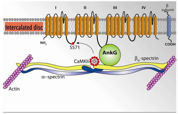 Figure 3)