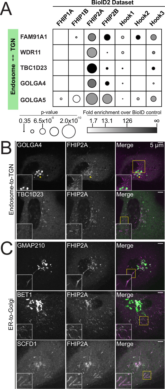 Figure 6—figure supplement 1.