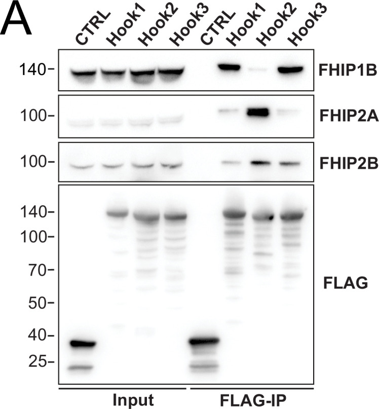 Figure 2—figure supplement 1.