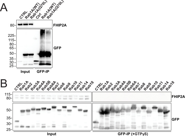 Figure 6—figure supplement 3.