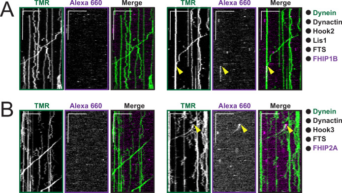 Figure 3—figure supplement 3.