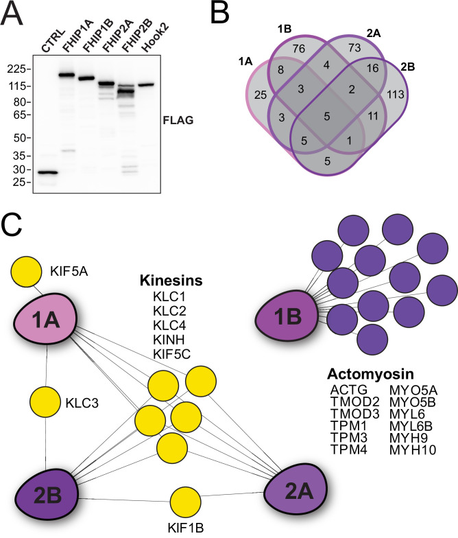 Figure 1—figure supplement 1.