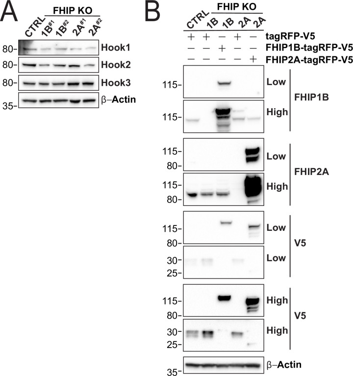 Figure 4—figure supplement 1.