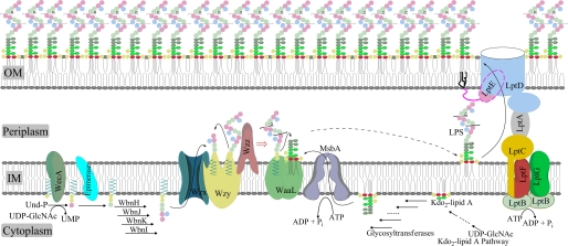 FIGURE 1.