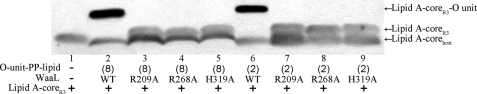 FIGURE 7.