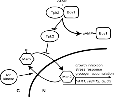 FIG. 1.