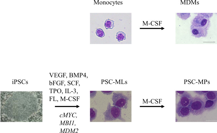 Figure 1