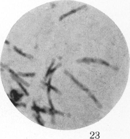 Fig. 23