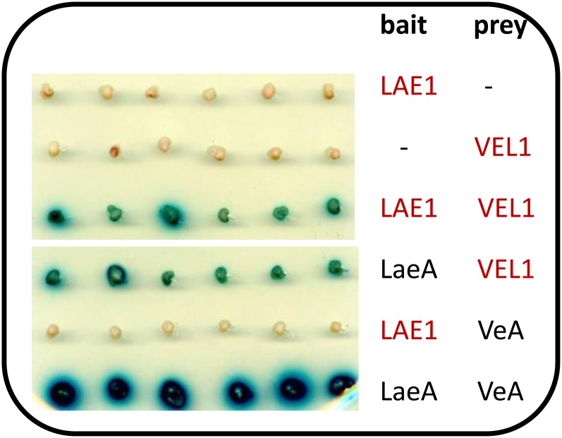 Figure 3 