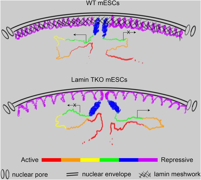 graphic file with name nihms-969347-f0001.jpg