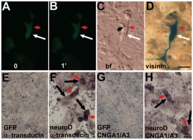 FIGURE 4