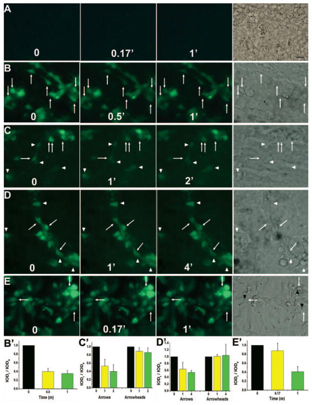 FIGURE 3