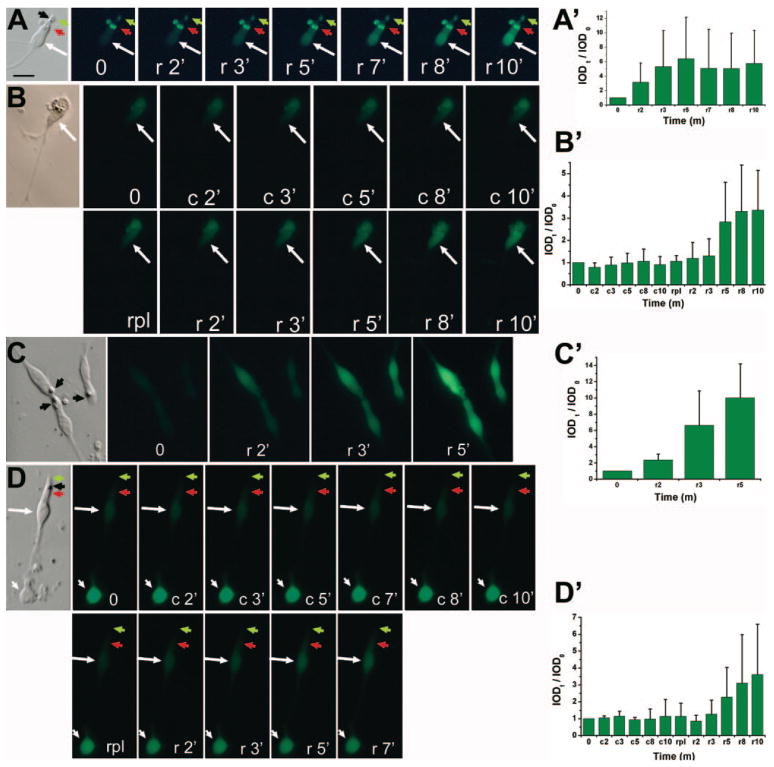 FIGURE 6