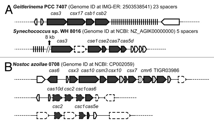 graphic file with name rna-10-687-g3.jpg