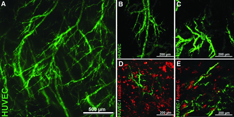 FIG. 7.