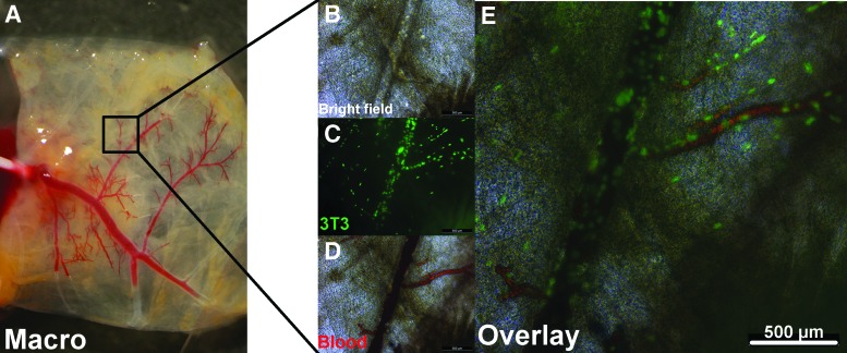 FIG. 6.