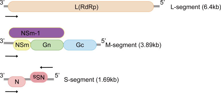 Figure 1