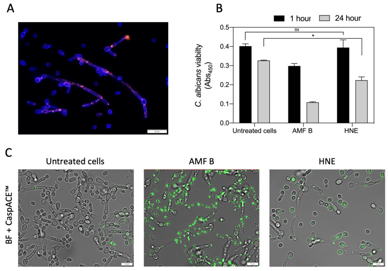 Figure 6