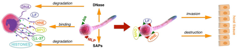 Figure 10