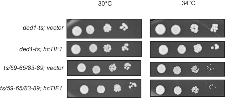 Figure 6—figure supplement 1.