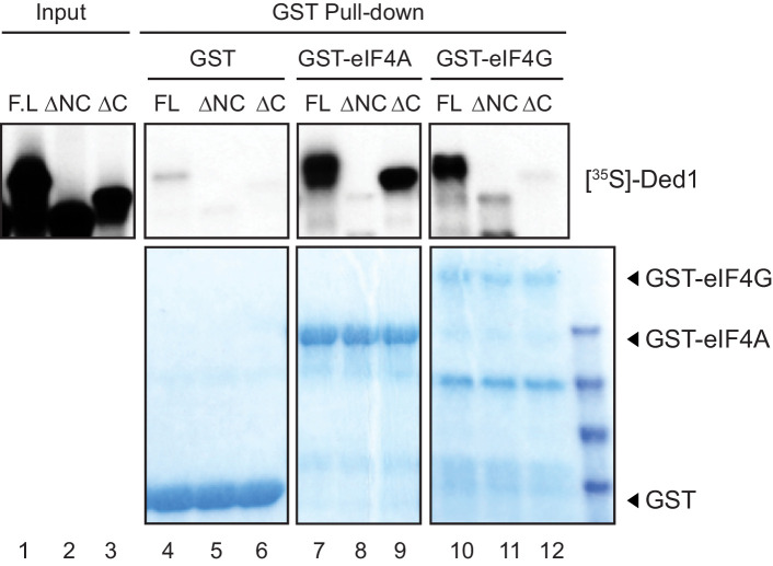 Figure 1—figure supplement 1.