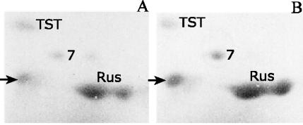 FIG. 6.