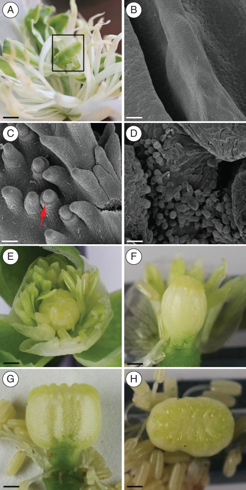 Fig. 5.