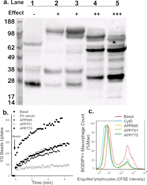 FIGURE 5.