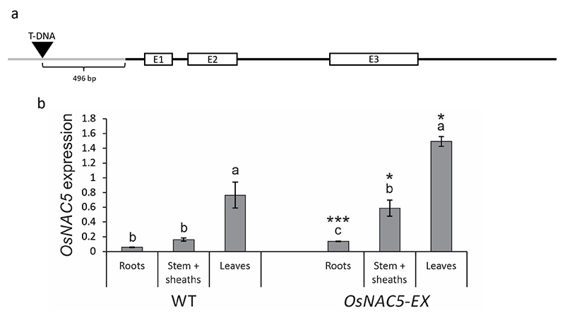 Figure 1 -