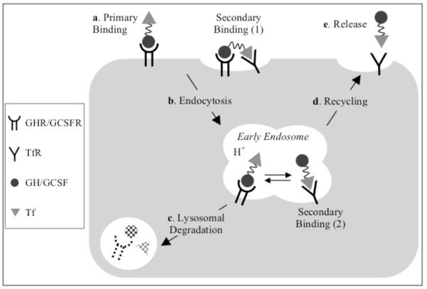 Scheme 2