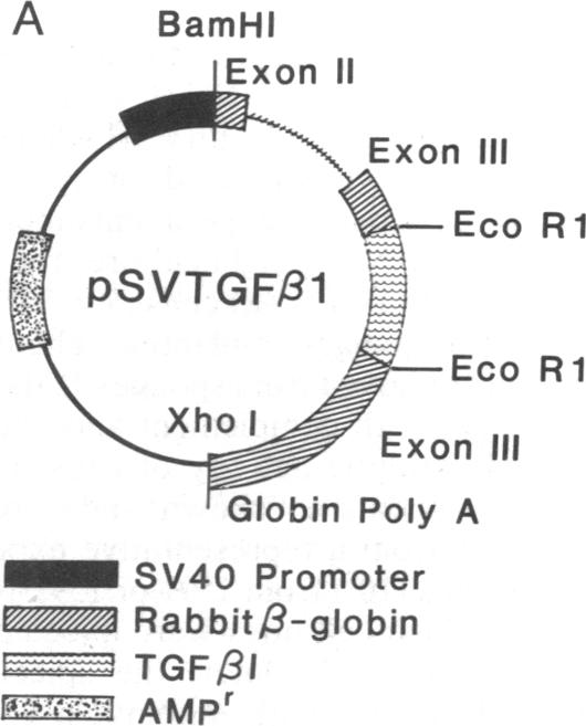 graphic file with name pnas01029-0237-a.jpg