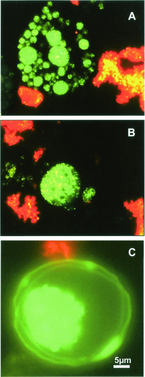 FIG. 3.