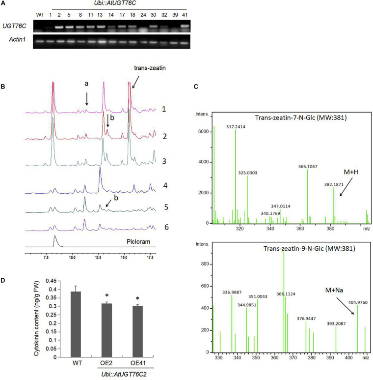 FIGURE 1