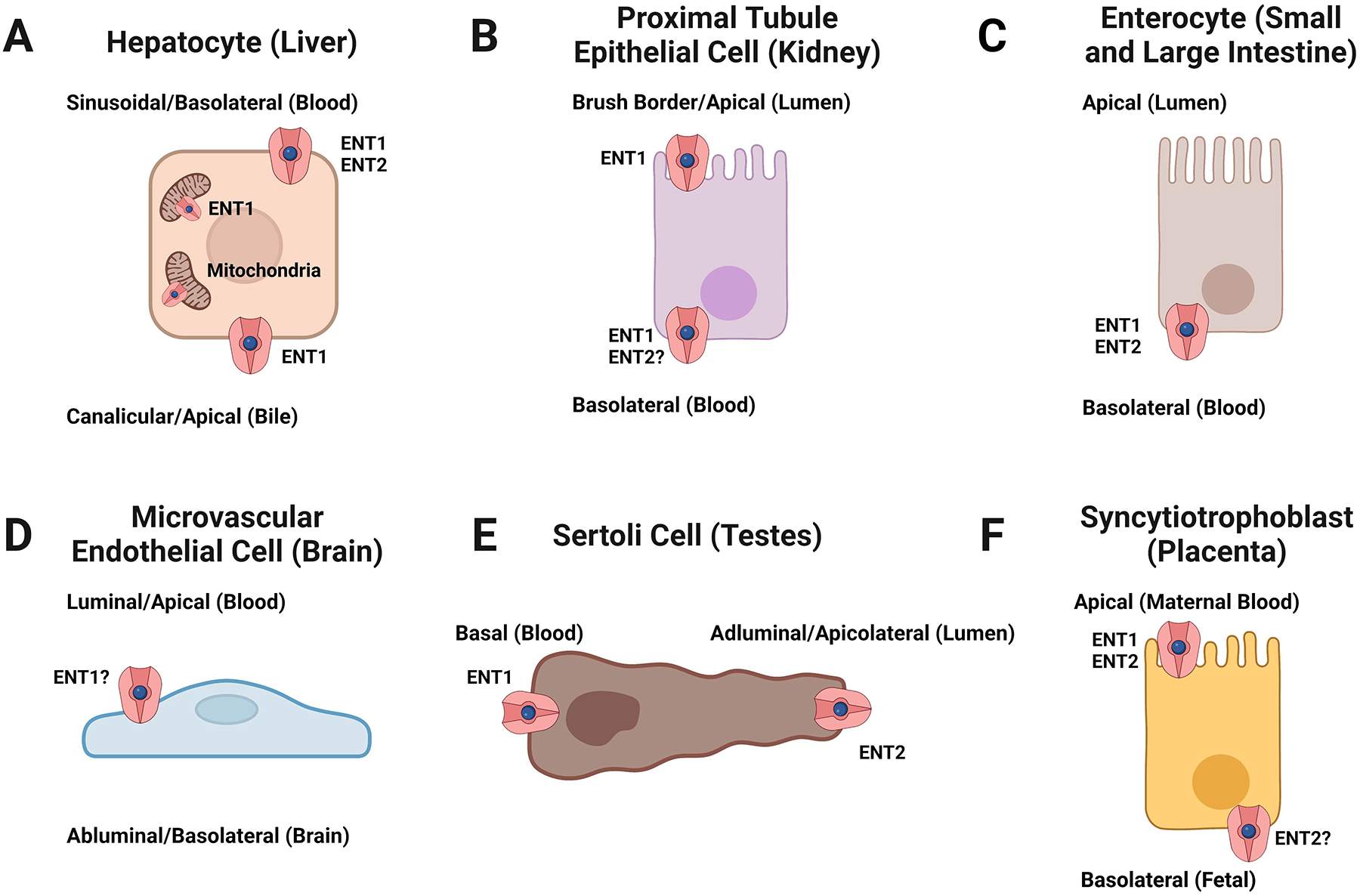 Figure 1: