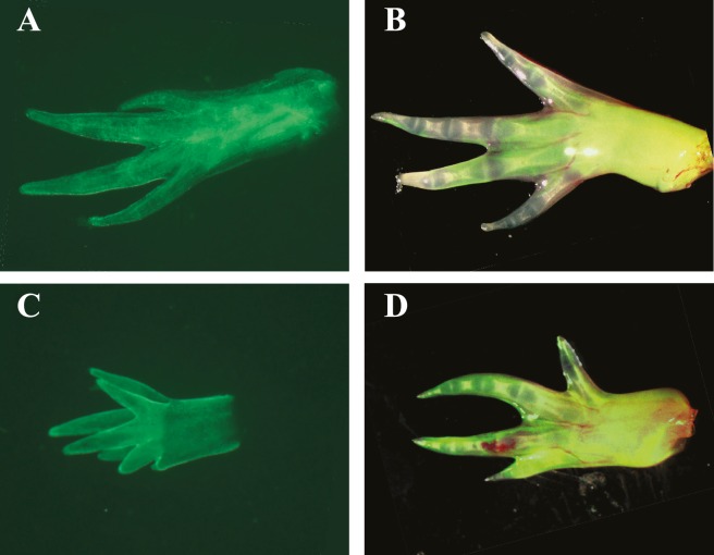 Figure 4—figure supplement 1.