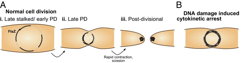 Fig. 5.