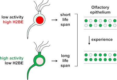 Figure 12.