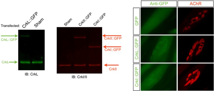 FIG 2