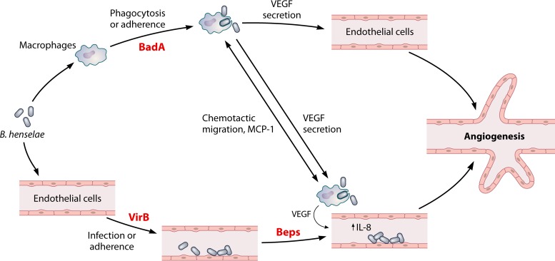 FIG 6