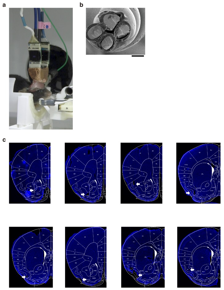 Figure 5—figure supplement 1.