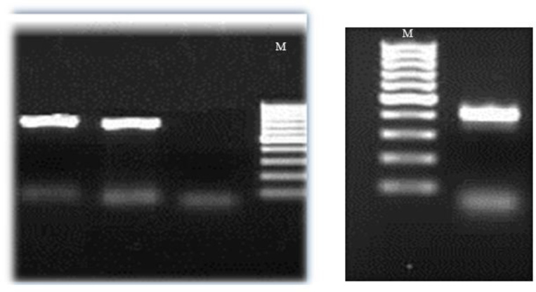 Fig. 3: