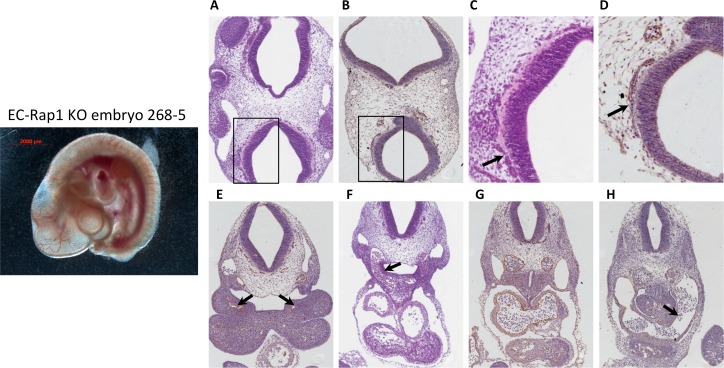 Fig 5