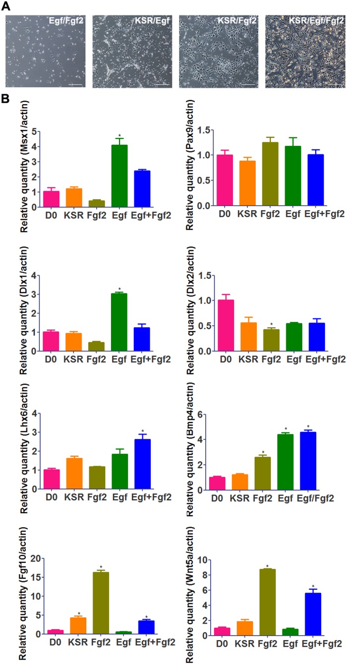 Fig 6