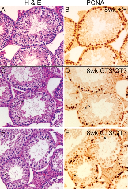 FIG. 8.