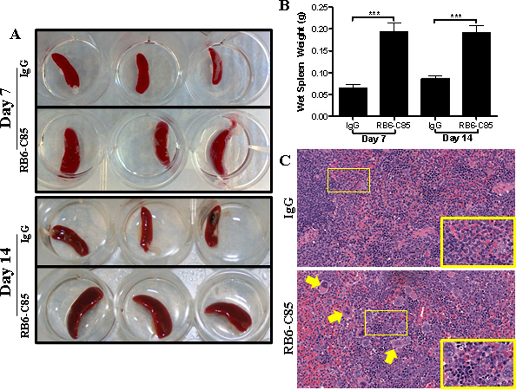 Figure 13