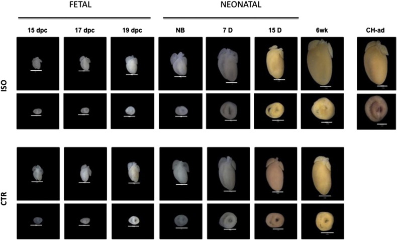 Supplementary Fig. 3