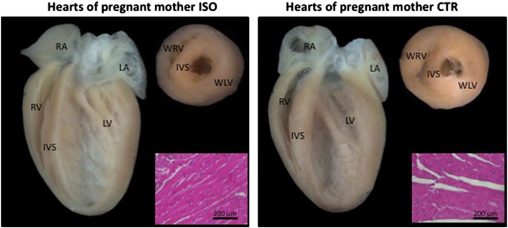 Supplementary Fig. 1