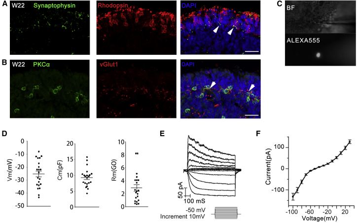 Figure 2